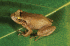 Eleutherodactylus coqui (Photo: Allen Allison, Hawaii Biological Survey, Bishop Museum)