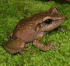 Eleutherodactylus coqui on moss (Photo: Hawaiian Ecosystems at Risk (HEAR) project)