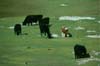 Herd of Enderby Island cattle (Photo: Pete McClelland, N.Z. Department of Conservation)