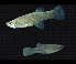 Mosquitofish pair (Photo: Bob McDowall)