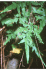 Lygodium japonicum (Photo: Robert H. Mohlenbrock @ USDA-NRCS PLANTS Database / USDA SCS. 1991)