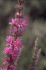 Flowers of Lythrum salicaria in Toronto, Canada (Photo: Colin Wilson)