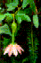 Passiflora tarminiana flower (Photo: � John M Randall/The Nature Conservancy)
