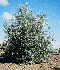 Populus alba. USDA-NRCS PLANTS Database / Herman, D.E. et al. 1996. North Dakota tree handbook. USDA NRCS ND State Soil Conservation Committee; NDSU Extension and Western Area Power Admin., Bismarck, ND.