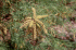 Prosopis glandulosa (Photo:Gary A. Monroe @ USDA-NRCS PLANTS Database)