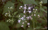 Chromolaena odorata flowers (Photo: Colin Wilson, Parks & Wildlife Commission, Nothern Territory, Australia)