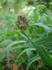 Setaria verticillata (bristly foxtail) seed head (Photo: Forest and Kim Starr, www.hear.org)