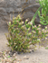 Agave americana (Photo: Forest & Kim Starr)