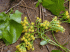 Delairea odorata (Photo: Forest & Kim Starr (USGS))
