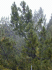 Pinus pinaster (Photo: Forest & Kim Starr (USGS))