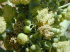 Ricinus communis flowers (Photo: Forest & Kim Starr (USGS))