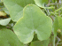 Ivy gourd leaf Kapalua, Maui, Hawaii (Photo: Forest & Kim Starr, USGS)