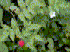 Rubus rosifolius flower and fruit (Photo: Forest & Kim Starr (USGS))