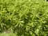 Asparagus densiflorus (Photo: Forest & Kim Starr (USGS))