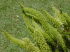 Asparagus densiflorus leaves (Photo: Forest & Kim Starr (USGS))