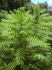 Cedrela odorata (Photo: Forest & Kim Starr (USGS))
