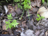 Cedrela odorata seedlings (Photo: Forest & Kim Starr (USGS))