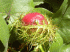 Passiflora foetida (Photo: Forest & Kim Starr (USGS))