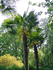 Trachycarpus fortunei (Photo: USDA-NRCS PLANTS Database)