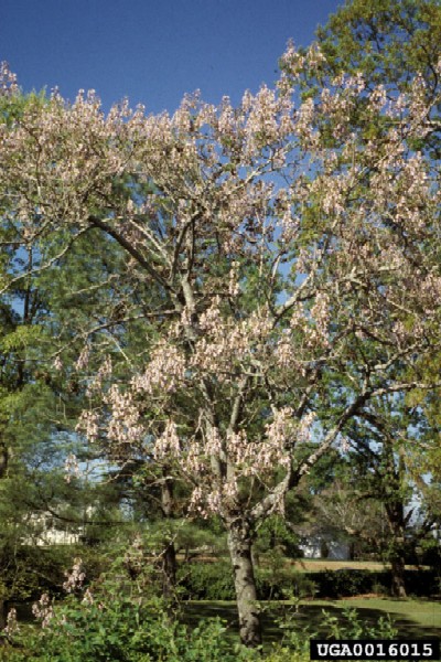 Paulownia tomentosa - JARDINERIE GLOMOT