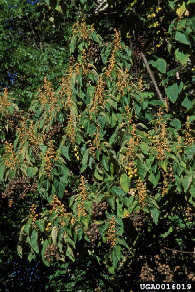 Paulownia tomentosa - JARDINERIE GLOMOT