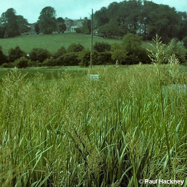 Reed sweetgrass identification and control: Glyceria maxima - King County,  Washington