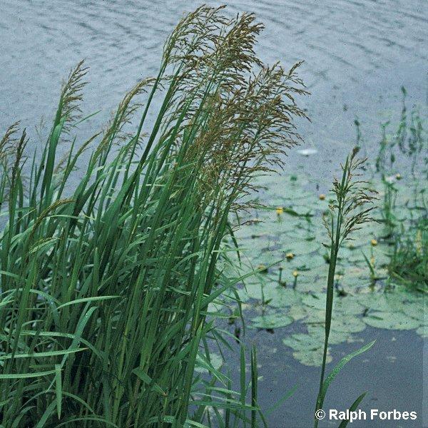 Reed sweetgrass identification and control: Glyceria maxima - King County,  Washington