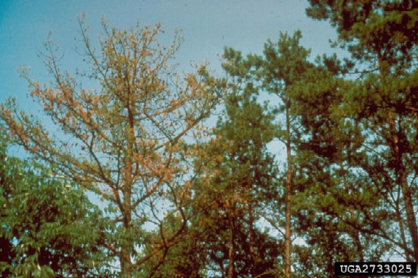Fading crowns, numerous cones, and short stunted needles and twigs(Photo: USDA Forest Service, www.forestryimages.org)