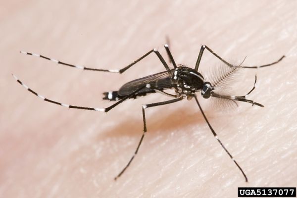 Le moustique tigre (Aedes albopictus)