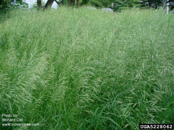 Smooth Brome (Bromus inermis) - Mississippi National River