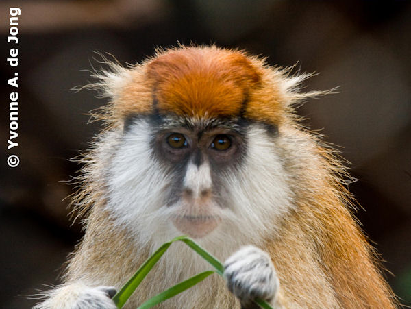 Patas monkey, Endangered Species, African Savannah, Social Groups