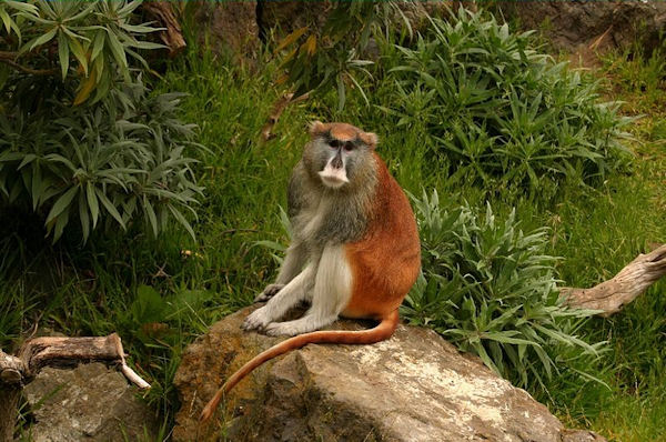 Patas monkey, Endangered Species, African Savannah, Social Groups