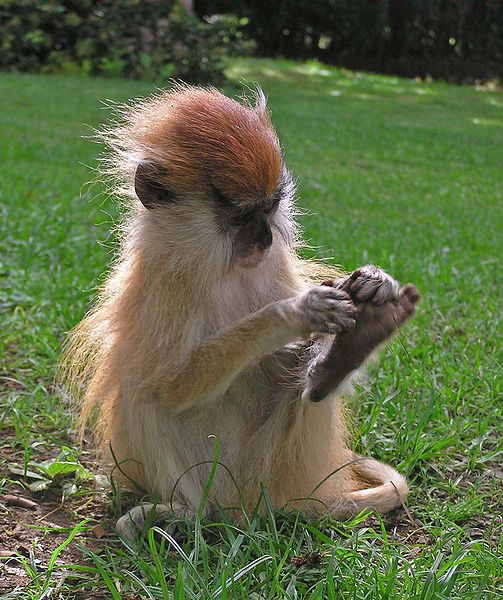 Patas monkey, Endangered Species, African Savannah, Social Groups