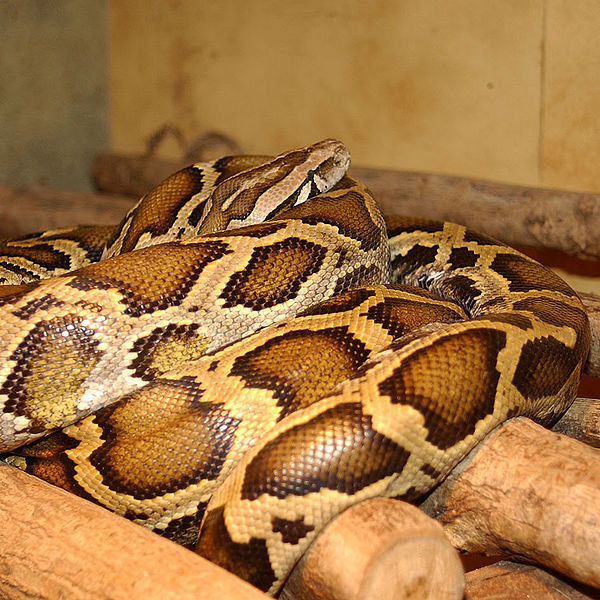 Boas & Pythons