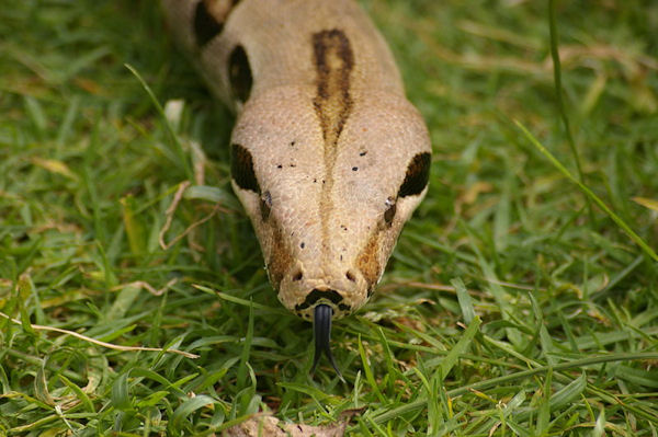 Boa (constrictor) imperator Colombien - Boa empereur