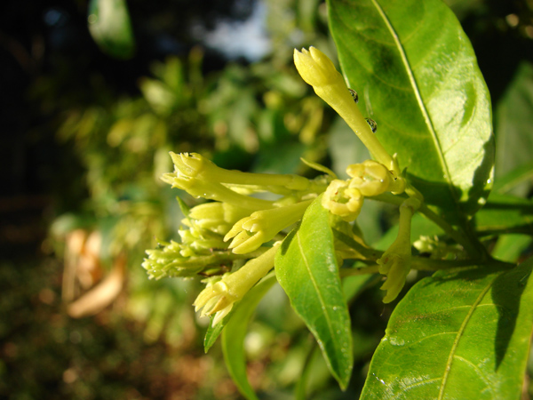 Cestrum nocturnum, Galán de noche, dama de noche, en Waste Magazine