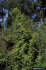 Lygodium japonicum (Photo: James H. Miller, USDA Forest Service, www.forestryimages.org)