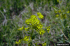 Seed heads (Photo: Norman E. Rees, USDA ARS)