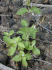 Ageratum conyzoides (Photo: Forest & Kim Starr)