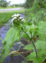 Ageratum conyzoides (Photo: Forest & Kim Starr)