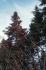 Old fir showing red needles after a severe attack on its trunk (Photo: Ren� Martineau. Website: Natural Resources Canada)