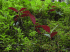 Miconia calvescens seedlings (Photo: Forest & Kim Starr)