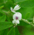 Flowers (Photo: Dan Tenaglia, www.missouriplants.com, www.forestryimages.org)