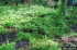 Lygodium japonicum (Photo: Chris Evans, The University of Georgia, www.forestryimages.org)