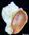 Rapana venosa shell (Photo: U.S. Geological Survey, www.forestryimages.org)