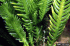 Caulerpa taxifolia foliage (Photo: Caulerpa Action Team Archive, Bugwood.org)