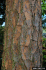 Bark of Pinus elliottii (Photo: Chris Evans, The University of Georgia, www.forestryimages.org)