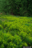 Grassy area invaded by leafy spurge (Photo: William M. Ciesla, Forest Health Management International)