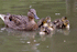 Hen with baby ducklings (Photo: Tom Curtis, FreeDigitalPhotos.net)