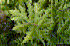 Heracleum mantegazzianum foliage (Photo: Donna R. Ellis, University of Connecticut, www.forestryimages.org)